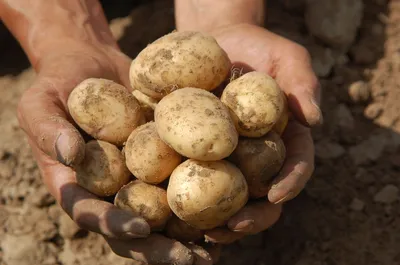 Картофель Невский, сорта картофеля, семенной картофель