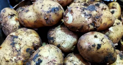 Россия спровоцировала дефицит семенного картофеля в Евросоюзе • EastFruit