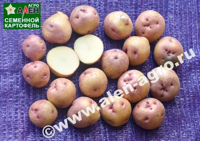 Семенной картофель Удача, ранний сорт, цена 400 руб за упаковку 5 кг,  посадочные клубни Элита