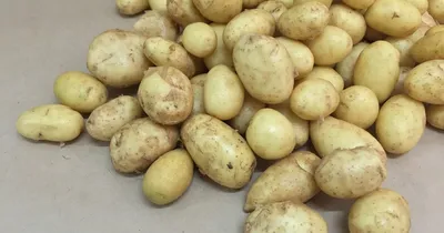 Атлантис» начала посадку картофеля для производства фри в Калининградской  области – Агроинвестор