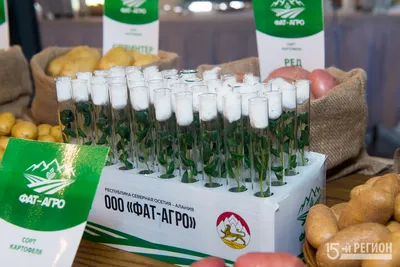 Купить Семенной картофель сорт Вершининский в Кисловодске с доставкой по РФ