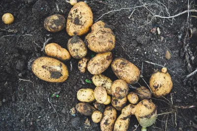 Производство семенного картофеля: история компании «АГРОСФЕРА» - YouTube