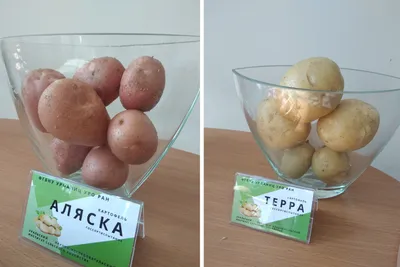 Узбекистан вдвое увеличил импорт семенного картофеля — Журнал \"Картофельная  Система\"