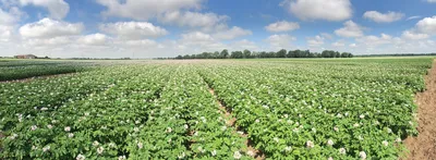 В Костромской области создадут предприятие по выращиванию семенного  картофеля высокоурожайных сортов | ГТРК «Кострома»