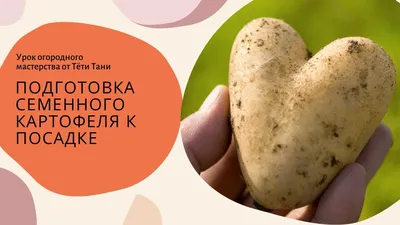 В Тамбовской области с помощью господдержки развивается производство  элитного семенного картофеля - Правительство Тамбовской области
