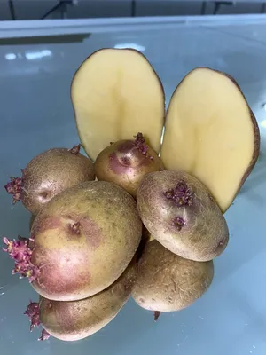 Как глубоко сажать картофель, чтобы получить здоровые растения и большой  урожай | Mary | Дзен