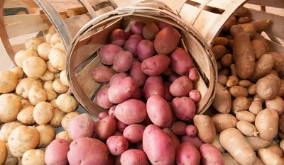 Якутия приобретет семенной картофель из других регионов