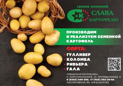 Компания ОOO «Солана РУС» — поставка и лицензионное производство семенного  картофеля