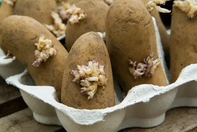 776. Подготовка семенного картофеля к посадке... - YouTube