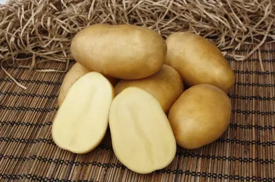 Как быстро получить урожай картофеля? Обработка клубней картофеля перед  посадкой. | АМИНОСИЛ - витамины для растений | Дзен