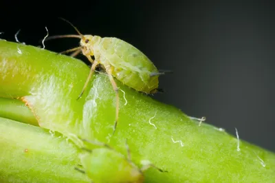 Средства от насекомых вредителей (инсектициды): Имидор \"Огурцы\" против тли  и белокрылки