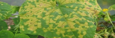 Как избавиться от мучнистой росы на огурцах и других растениях - Лайфхакер