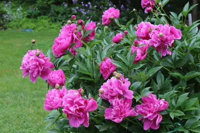 Уход за цветами в саду | Serissa.ru – бережная забота о ваших растениях.