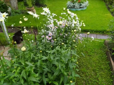 красивые цветы в саду. стоковое изображение. изображение насчитывающей  изображение - 250346875