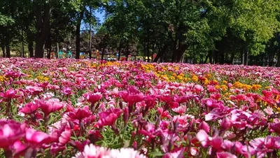 Весенний сад цветов и хвойных. Что цветёт в саду 26.04.2022 г. | МОЙ САД У  ДОМА | Дзен