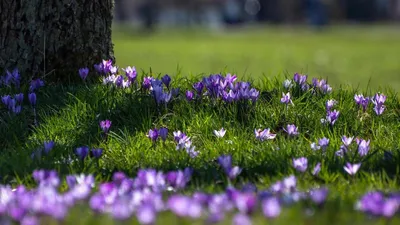Цветные красивые цветы в саду Стоковое Изображение - изображение  насчитывающей цветок, среда: 163052159
