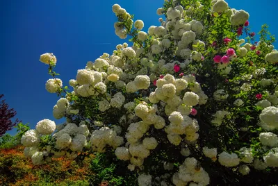 Японское цветущее дерево (50 фото) - 50 фото
