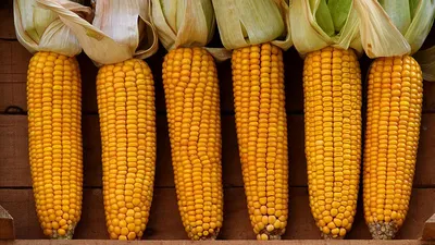 Как и сколько варить кукурузу — читать на Gastronom.ru
