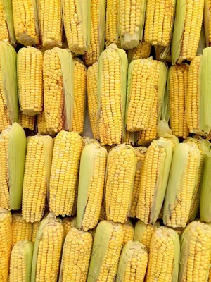 Как варить кукурузу: сколько времени нужно готовить в кастрюле