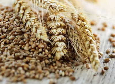 Пшеница (зерно) | Мингалеев,КФХ
