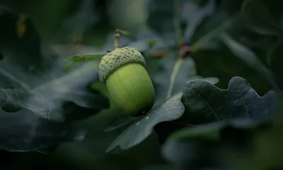 Как вырастить дуб из желудя, посадка дуба, сосны, вяза и уход на участке в  открытом грунте, советы | Houzz Россия