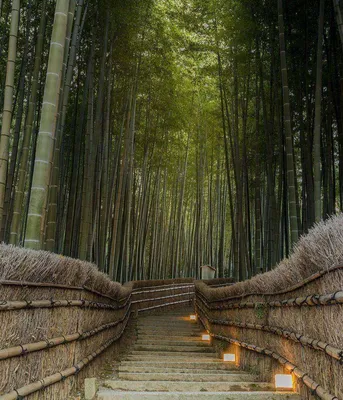 Фотообои Бамбуковый лес | Art-design.md - Печать обои любых размеров Молдова