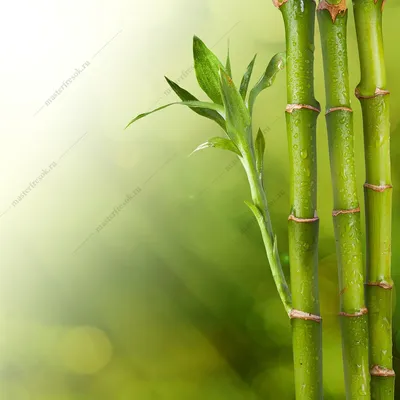 Фотообои Антимаркер зеленый бамбук 3-a-343 | Купить в интернет-магазине