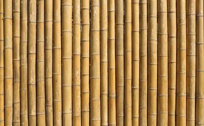 Фотообои Бамбук \"Фон из бамбука\" - арт 0120000004 | Купить в  интернет-магазине Фото в дом