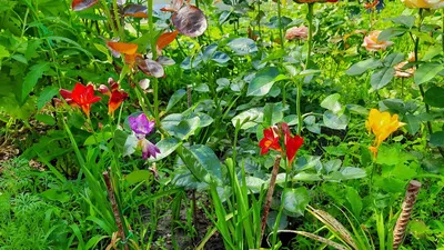 Фрезия махровая Double Purple (Дабл Пурпл)✵ Сады-Эдема.рф – интернет  магазин растений для сада