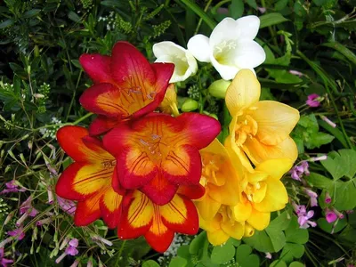 Двойная фрезия - набор из 4 сортов с белым, желтым, фиолетовым и розовым  цветками - 80 шт. – Garden Seeds Market | Бесплатная доставка