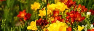 Отзыв о Садовый цветок Фрезия | Яркий, нежный, благоухающий дорогим  парфюмом цветок)