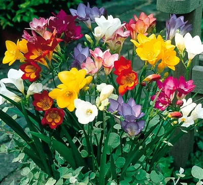 Как вырастить аристократку-фрезию в саду | Planting bulbs, Fragrant  flowers, Freesia flowers