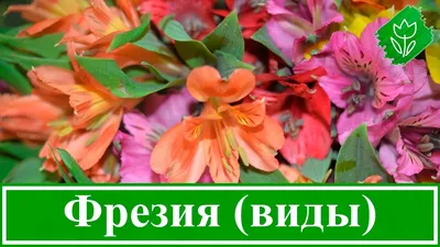 Купить Фрезия махровая микс (6) недорого по цене 125руб.|Garden-zoo.ru