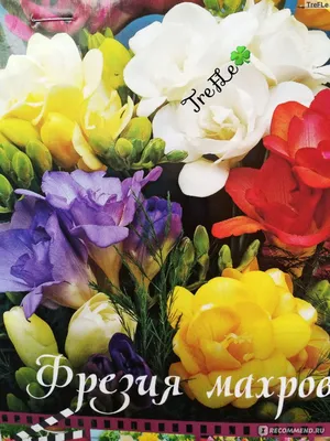 Одноцветная фрезия - микс цветов - XXXL Pack! - 500 шт. - – Garden Seeds  Market | Бесплатная доставка