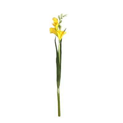 Цветок фрезия: посадка, выращивание, уход в домашних условиях и в открытом  грунте