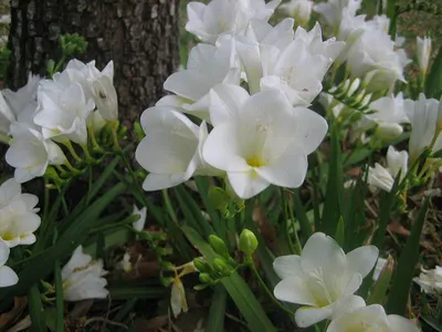 Фрезия: ароматная красавица в саду - Ru.flowerbulbs.info