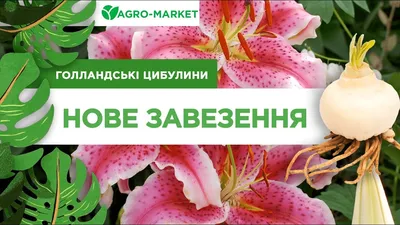 Фрезия махровая Double Pink (Розовая) Сады-Эдема.рф – интернет магазин  растений для сада