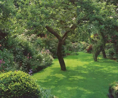 Фруктовый сад дизайн дачного участка (76 фото) - фото - картинки и рисунки:  скачать бесплатно