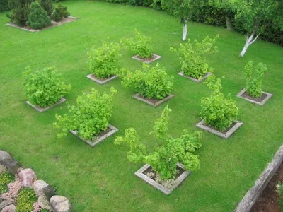 Что посадить на 6 сотках: деревья, растения, кустарники и цветы —  Roomble.com