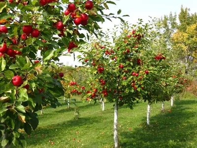 Осенний фруктовый сад - 71 фото