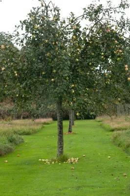 Яблоневый сад на даче (73 фото) - фото - картинки и рисунки: скачать  бесплатно