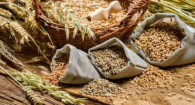 ГлавАгроном - Интегрированное обеззараживание семян озимой пшеницы от  фузариозной инфекции