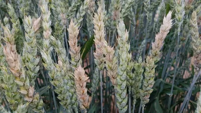 Озимая пшеница — внимание к обработке семян перед посевом