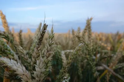 ФГБУ «Центр оценки качества зерна» | Некачественная пшеница обнаружена  специалистами Ставропольского филиала