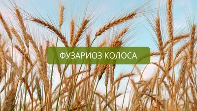 Корневые гнили у зерновых (пшеница, ячмень) | Агроном з Полтави