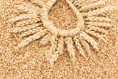 ГлавАгроном - На Ставрополье выявлены партии некачественной пшеницы