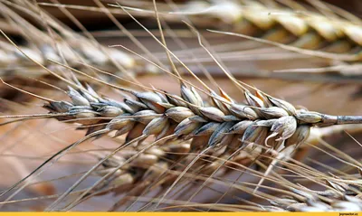 Здоровье пшеницы в основе урожая