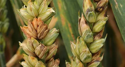 Фузариоз – опаснейшее заболевание зерновых и кормовых культур -  Рамблер/новости