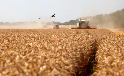 Основные изменения в новом стандарте на пшеницу ДСТУ 3768:2019 —  Elevatorist.com