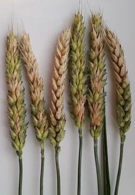 В Иркутской области обнаружили 250 тонн пшеницы с токсичными примесями -  Областная газета OGIRK.RU